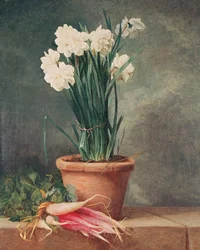 Narcissus en Radijzen